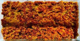 Attēlu rezultāti vaicājumam “Sphagnum austinii”