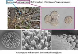 Attēlu rezultāti vaicājumam “Collaria rubens spores”