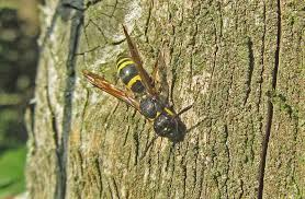 Attēlu rezultāti vaicājumam “Ancistrocerus sp. male”