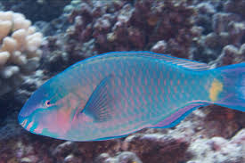 Image result for Scarus psittacus