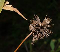 Attēlu rezultāti vaicājumam “Bidens frondosa fruit”