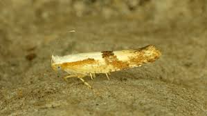 Attēlu rezultāti vaicājumam “Argyresthia pruniella”