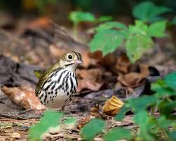 Image result for Seiurus aurocapilla