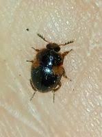 Attēlu rezultāti vaicājumam “Anisotoma humeralis”