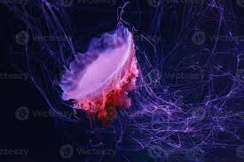 Image result for Cyanea capillata