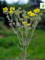 Image result for Potentilla argentea
