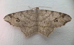 Attēlu rezultāti vaicājumam “Macaria notata”