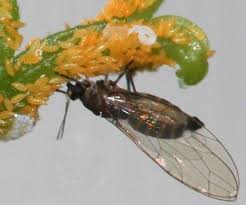 Attēlu rezultāti vaicājumam “Trioza dispar nymph”