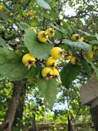 Attēlu rezultāti vaicājumam “Crataegus submollis”