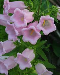Image result for Campanula medium