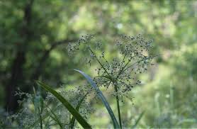 Attēlu rezultāti vaicājumam “Scirpus sylvaticus fruit”