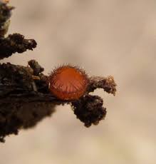 Attēlu rezultāti vaicājumam “Scutellinia scutellata”