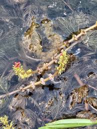 Attēlu rezultāti vaicājumam “Myriophyllum spicatum”
