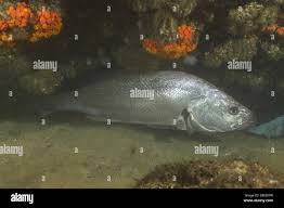 Image result for Argyrosomus japonicus