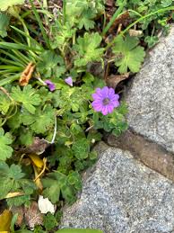 Attēlu rezultāti vaicājumam “Geranium molle flower”