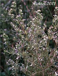 Attēlu rezultāti vaicājumam “Galium trifidum”