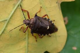 Attēlu rezultāti vaicājumam “Pinthaeus sanguinipes”