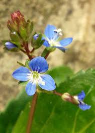 Attēlu rezultāti vaicājumam “Veronica beccabunga bud”