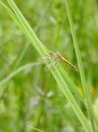 Attēlu rezultāti vaicājumam “Sympetrum sanguineum”
