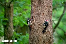 Attēlu rezultāti vaicājumam “Dendrocopos major female”