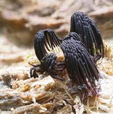 Attēlu rezultāti vaicājumam “Stemonitis axifera”