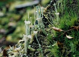 Attēlu rezultāti vaicājumam “Cladonia pyxidata”