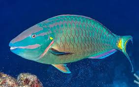 Image result for Sparisoma viride