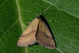 Attēlu rezultāti vaicājumam “Phytometra viridaria”