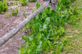 Attēlu rezultāti vaicājumam “Rumex confertus fruit”