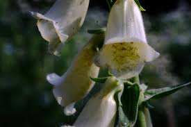 Image result for Digitalis grandiflora