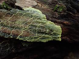 Attēlu rezultāti vaicājumam “Leocarpus sp.”