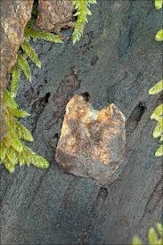 Attēlu rezultāti vaicājumam “Reticularia jurana”