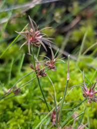 Attēlu rezultāti vaicājumam “Juncus bulbosus”