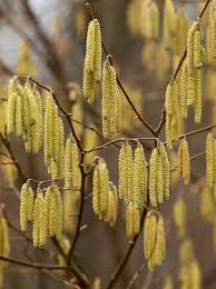 Attēlu rezultāti vaicājumam “Corylus avellana”