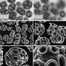 Attēlu rezultāti vaicājumam “Urocystis anemones”
