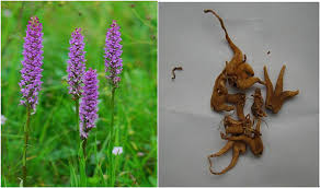 Attēlu rezultāti vaicājumam “Gymnadenia conopsea flower”