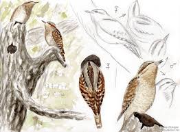 Attēlu rezultāti vaicājumam “Jynx torquilla adult”