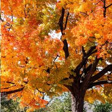 Attēlu rezultāti vaicājumam “Acer saccharinum”