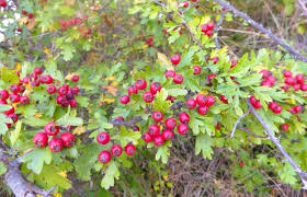 Attēlu rezultāti vaicājumam “Crataegus monogyna subsp. nordica”