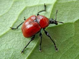 Attēlu rezultāti vaicājumam “Attelabus nitens”