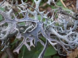 Attēlu rezultāti vaicājumam “Pseudevernia furfuracea”