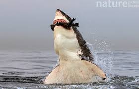 Image result for Carcharodon carcharias