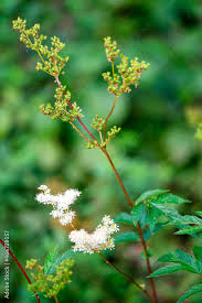 Attēlu rezultāti vaicājumam “Atriplex patula”