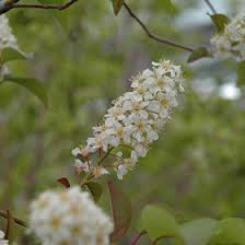 Attēlu rezultāti vaicājumam “Prunus (bird-cherry tree)”