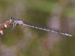 Attēlu rezultāti vaicājumam “Enallagma cyathigerum”