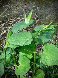 Attēlu rezultāti vaicājumam “Reynoutria sachalinensis”