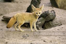 Attēlu rezultāti vaicājumam “Vulpes zerda”