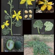 Attēlu rezultāti vaicājumam “Cucurbitaceae”