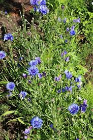 Attēlu rezultāti vaicājumam “Cyanus segetum”