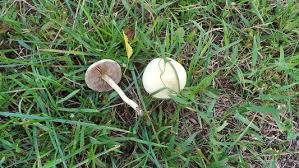 Image result for 붶